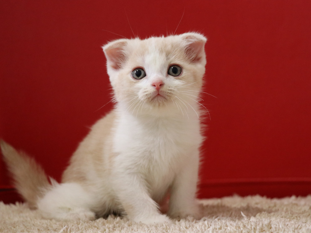 スコティッシュフォールドの子猫画像