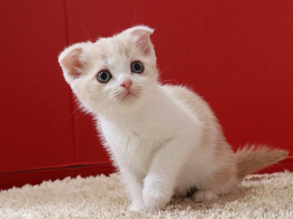 スコティッシュフォールドの子猫画像