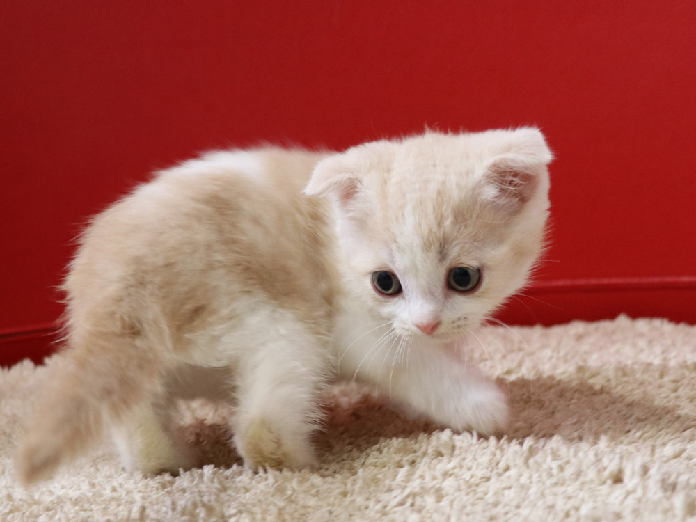 スコティッシュフォールドの子猫画像