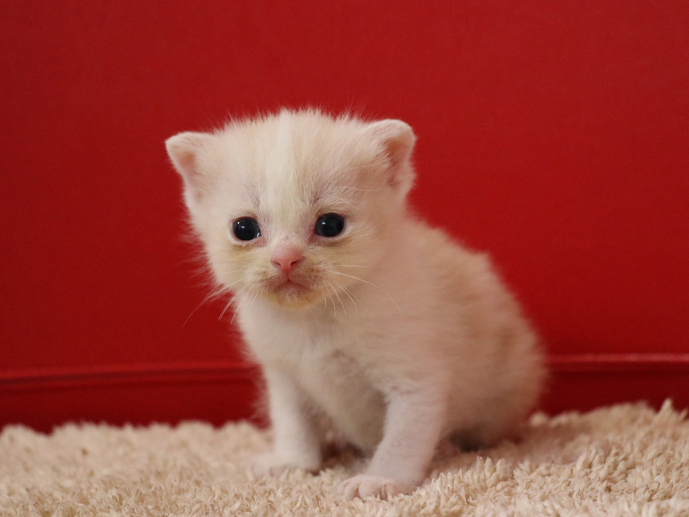 スコティッシュフォールドの子猫画像
