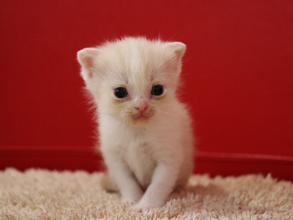スコティッシュフォールドの子猫画像