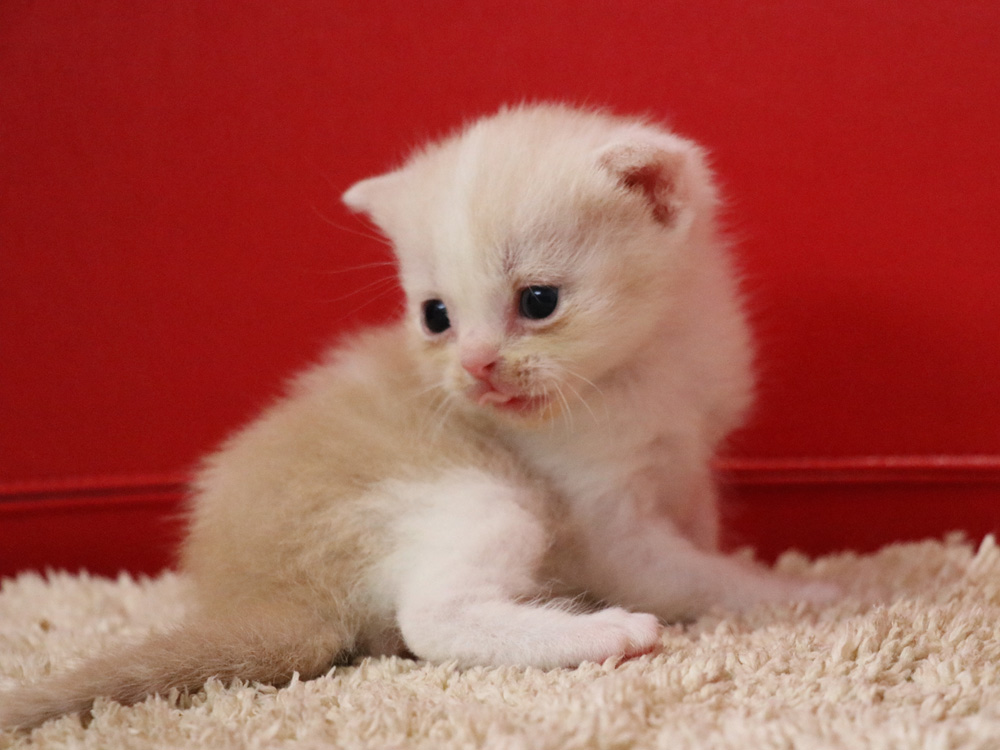 スコティッシュフォールドの子猫画像