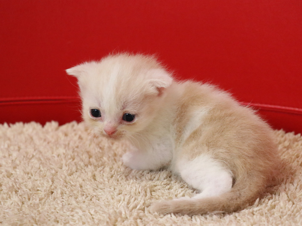 スコティッシュフォールドの子猫画像