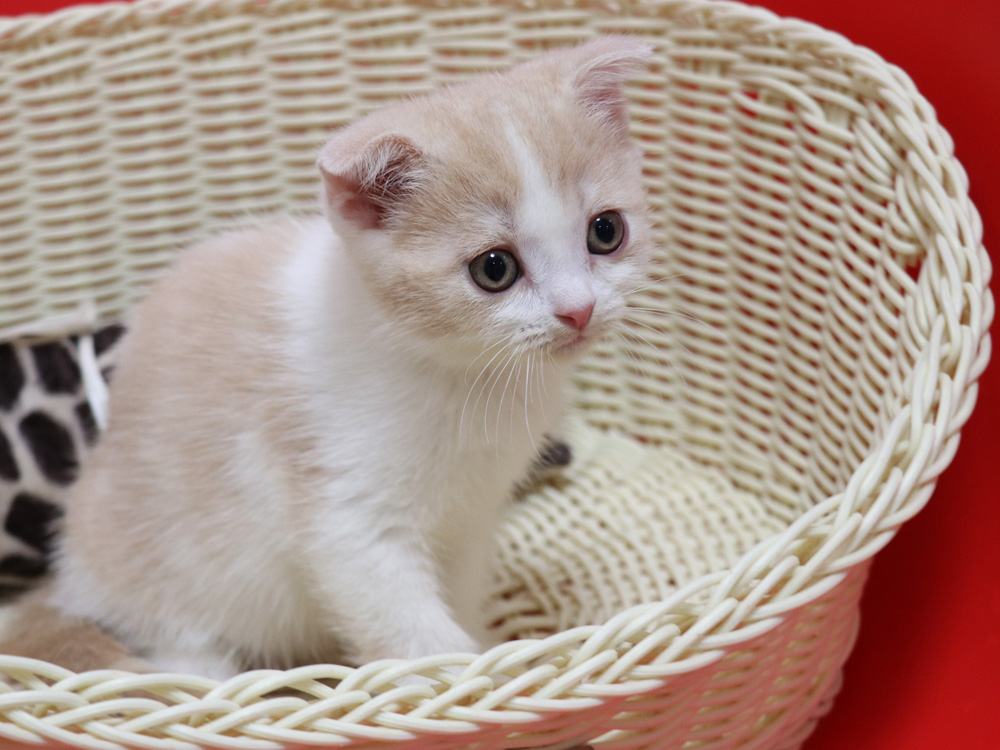 スコティッシュフォールドの子猫画像