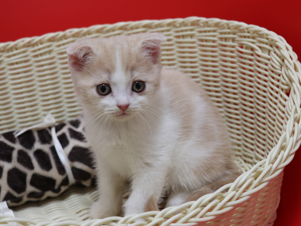 スコティッシュフォールドの子猫画像