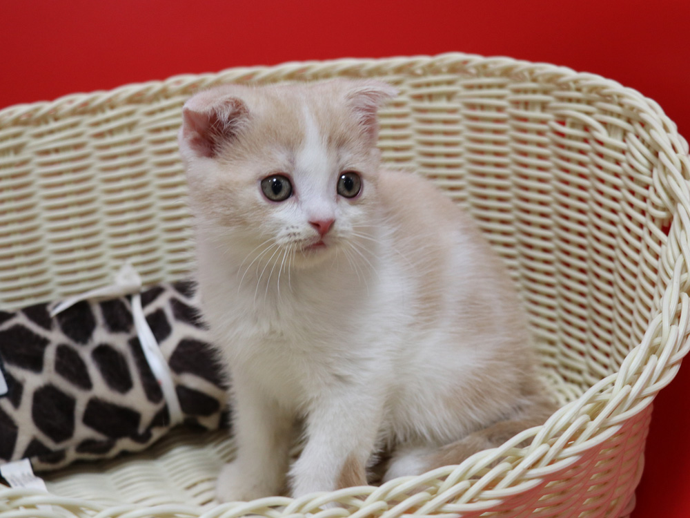 スコティッシュフォールドの子猫画像