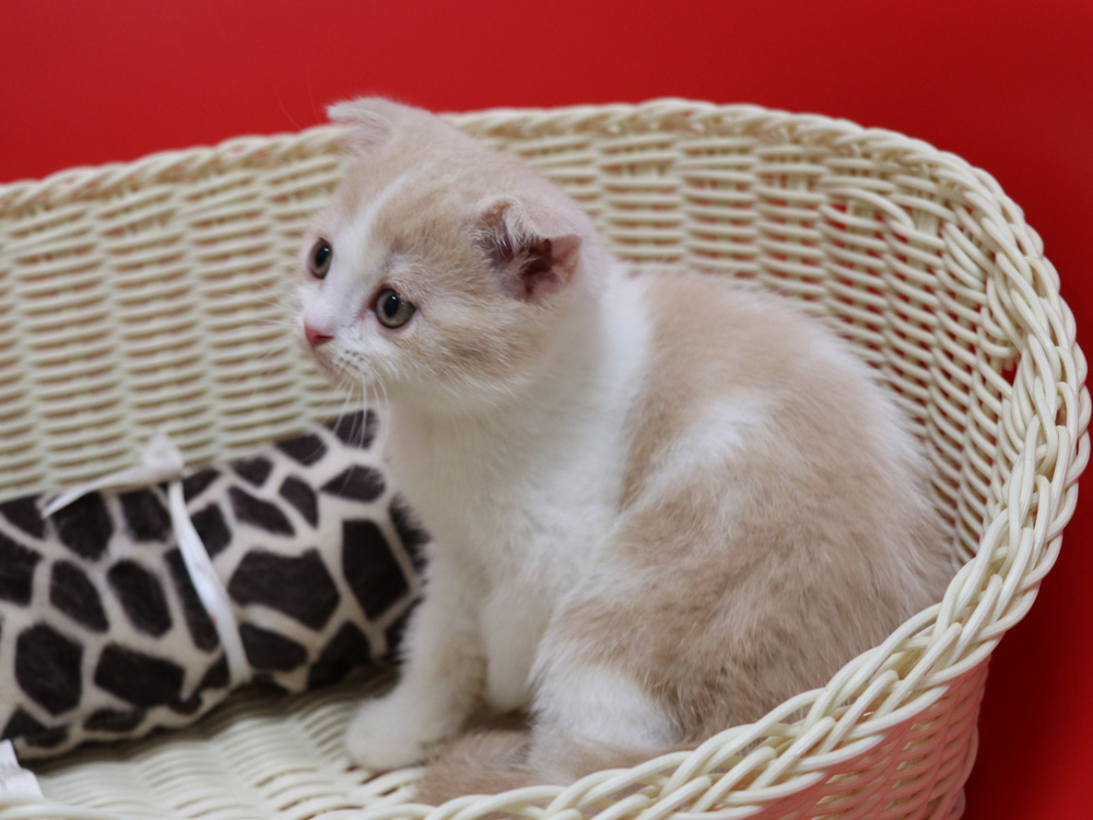 スコティッシュフォールドの子猫画像