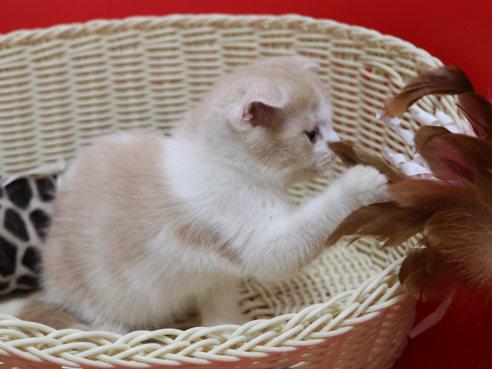スコティッシュフォールドの子猫画像