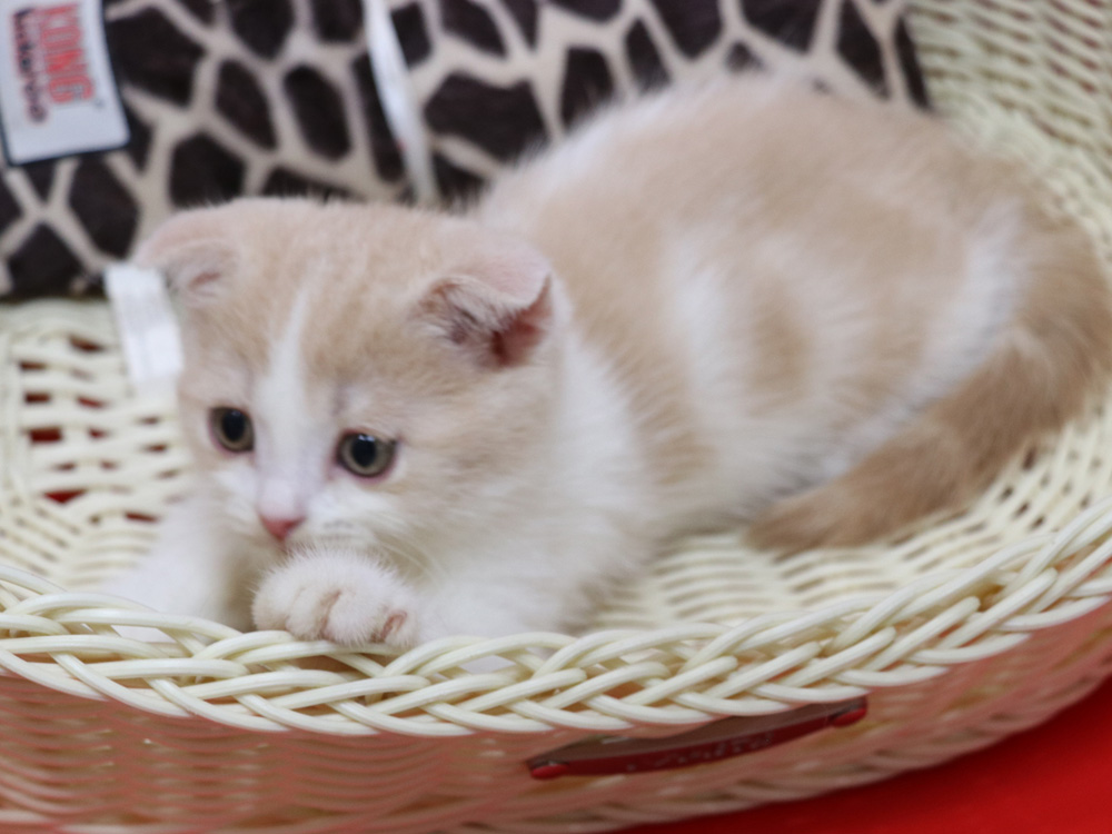 スコティッシュフォールドの子猫画像