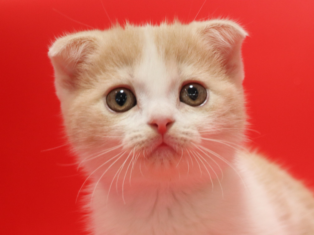 スコティッシュフォールドの子猫画像