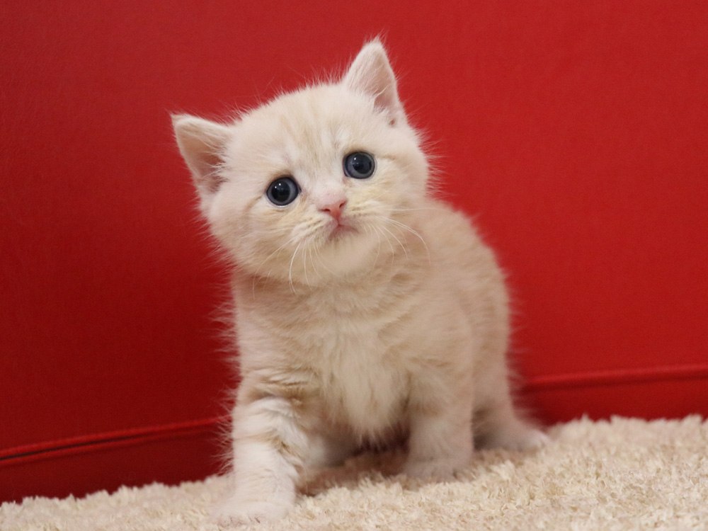 スコティッシュフォールドの子猫画像