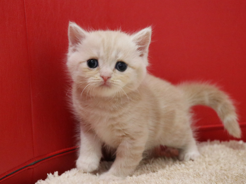 スコティッシュフォールドの子猫画像