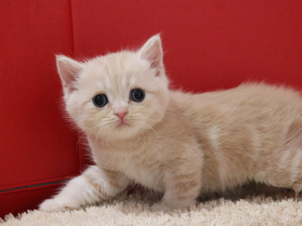 スコティッシュフォールドの子猫画像