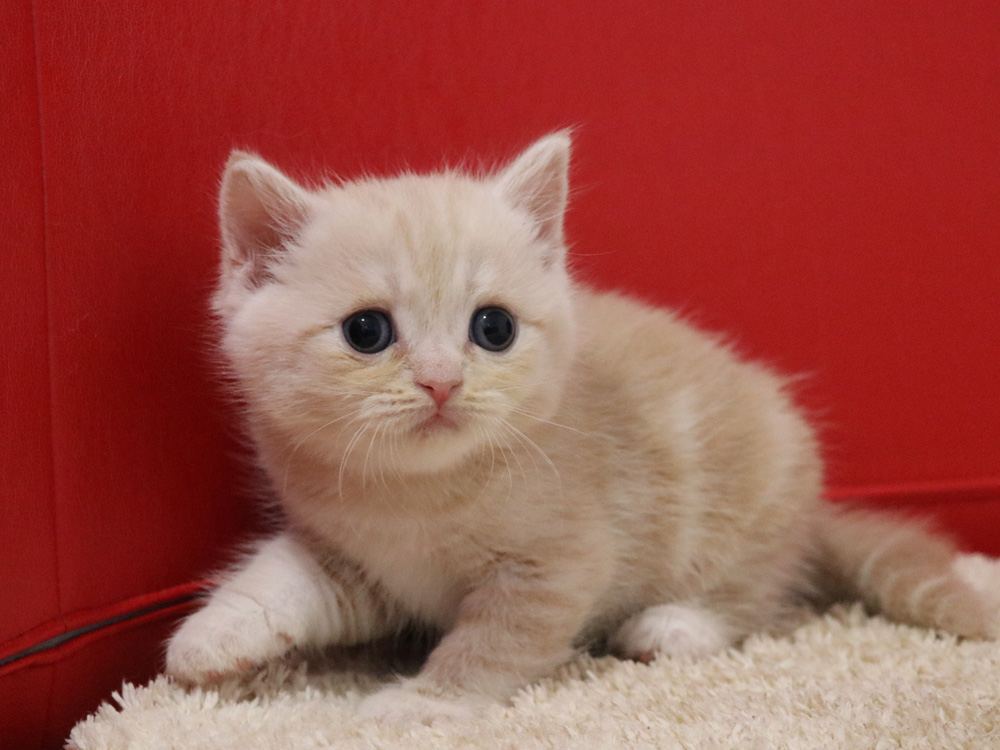 スコティッシュフォールドの子猫画像