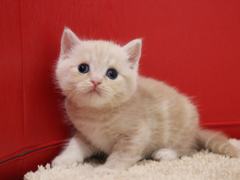 スコティッシュフォールドの子猫画像