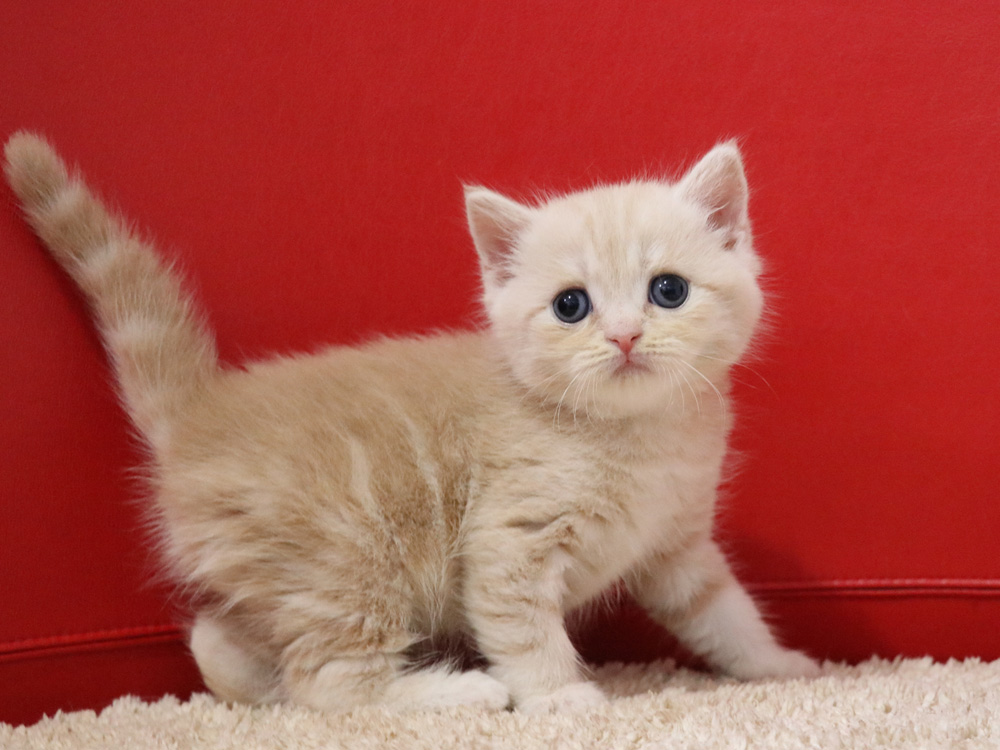 スコティッシュフォールドの子猫画像