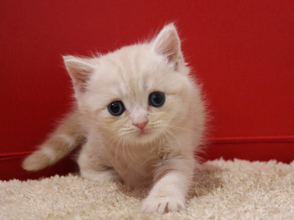 スコティッシュフォールドの子猫画像