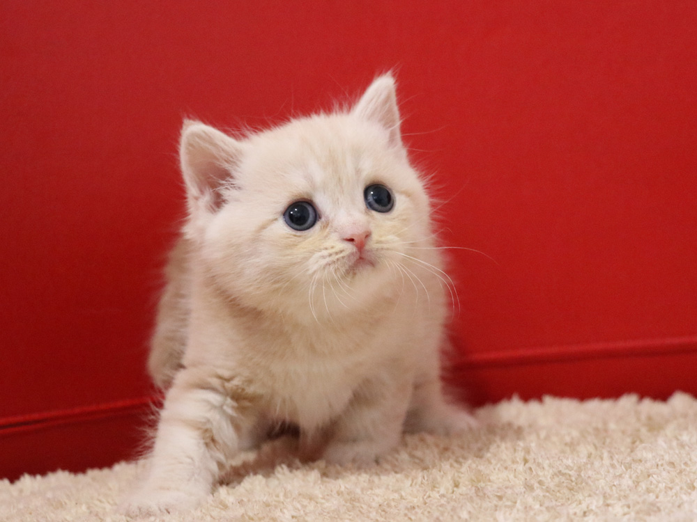 スコティッシュフォールドの子猫画像