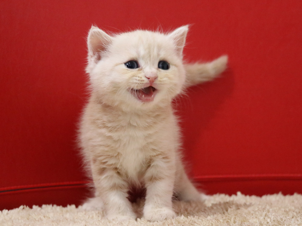 スコティッシュフォールドの子猫画像