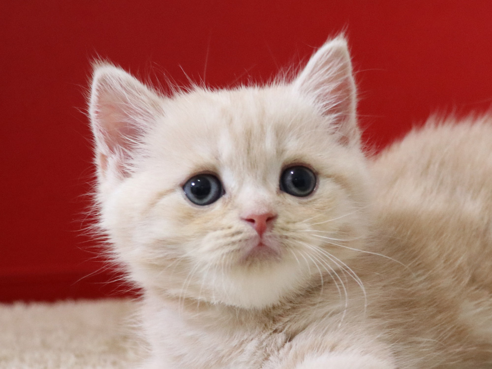 スコティッシュフォールドの子猫画像
