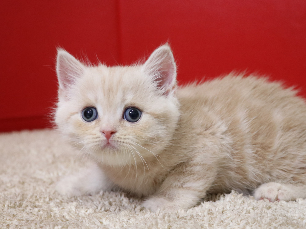 スコティッシュフォールドの子猫画像
