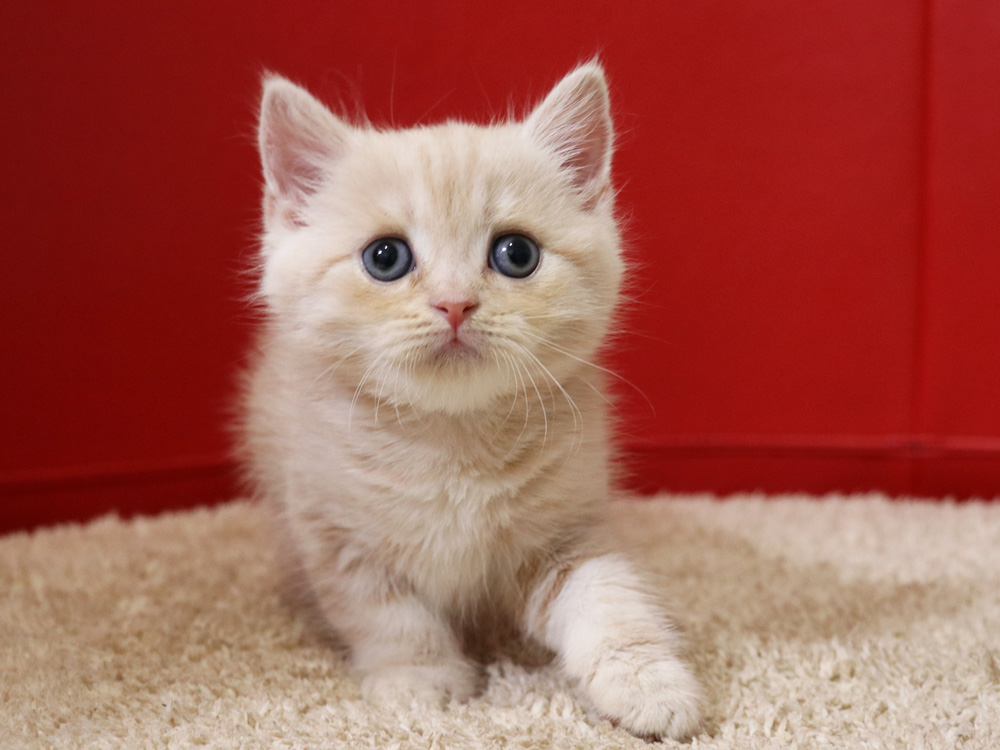 スコティッシュフォールドの子猫画像