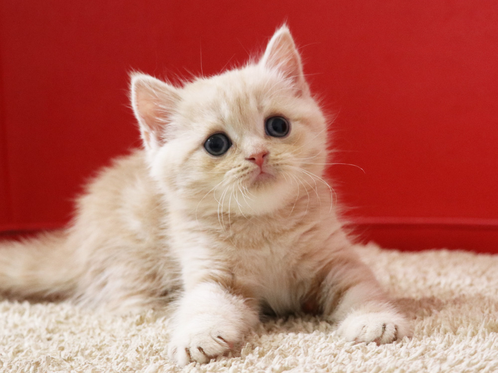 スコティッシュフォールドの子猫画像