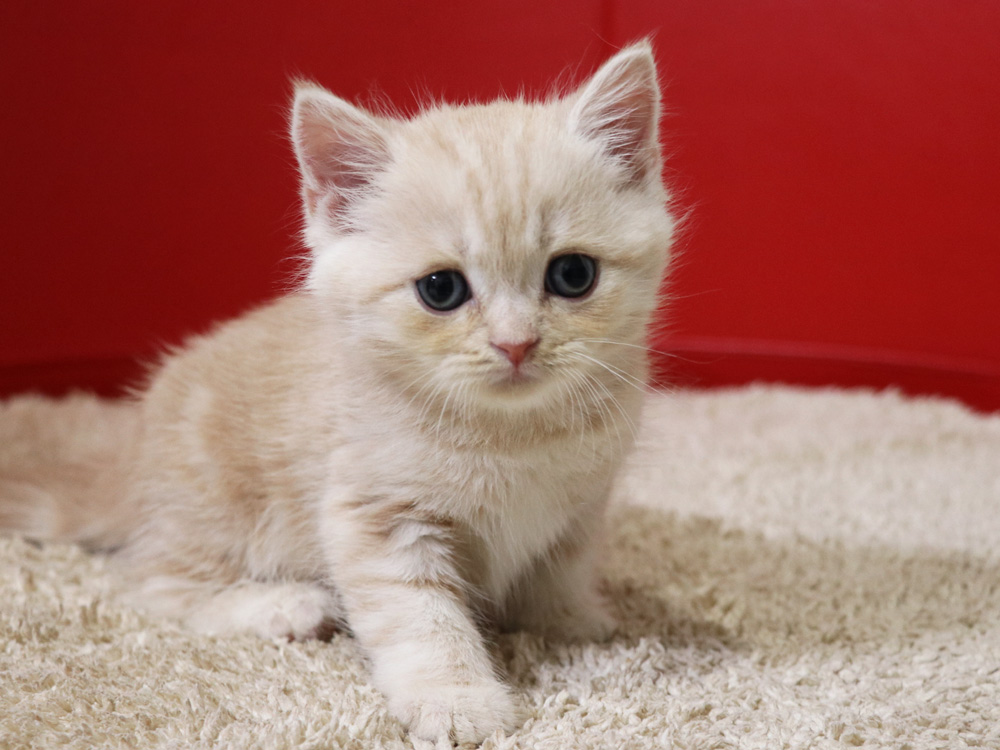 スコティッシュフォールドの子猫画像