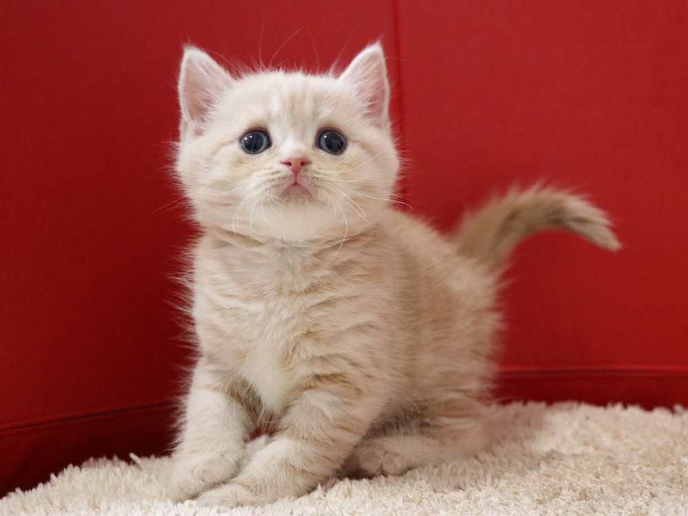 スコティッシュフォールドの子猫画像
