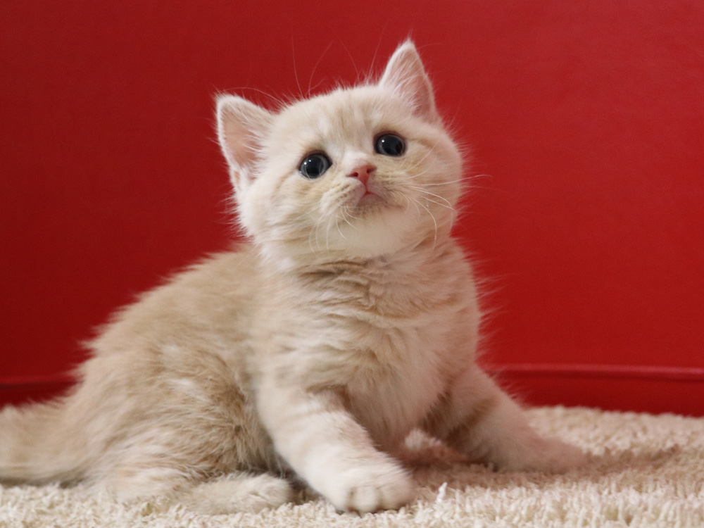 スコティッシュフォールドの子猫画像