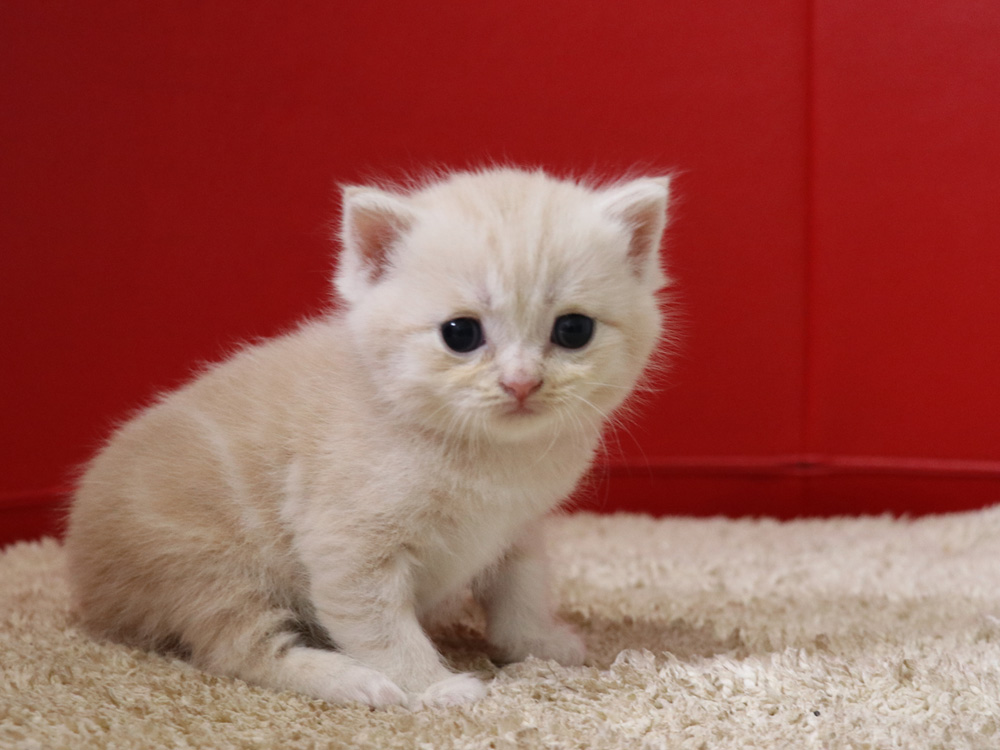 スコティッシュフォールドの子猫画像