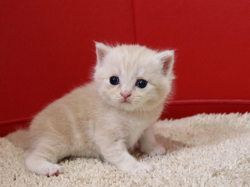 スコティッシュフォールドの子猫画像