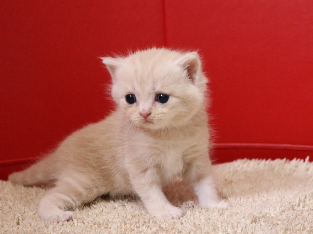 スコティッシュフォールドの子猫画像
