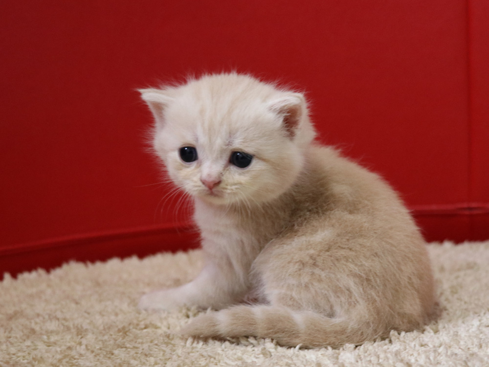 スコティッシュフォールドの子猫画像