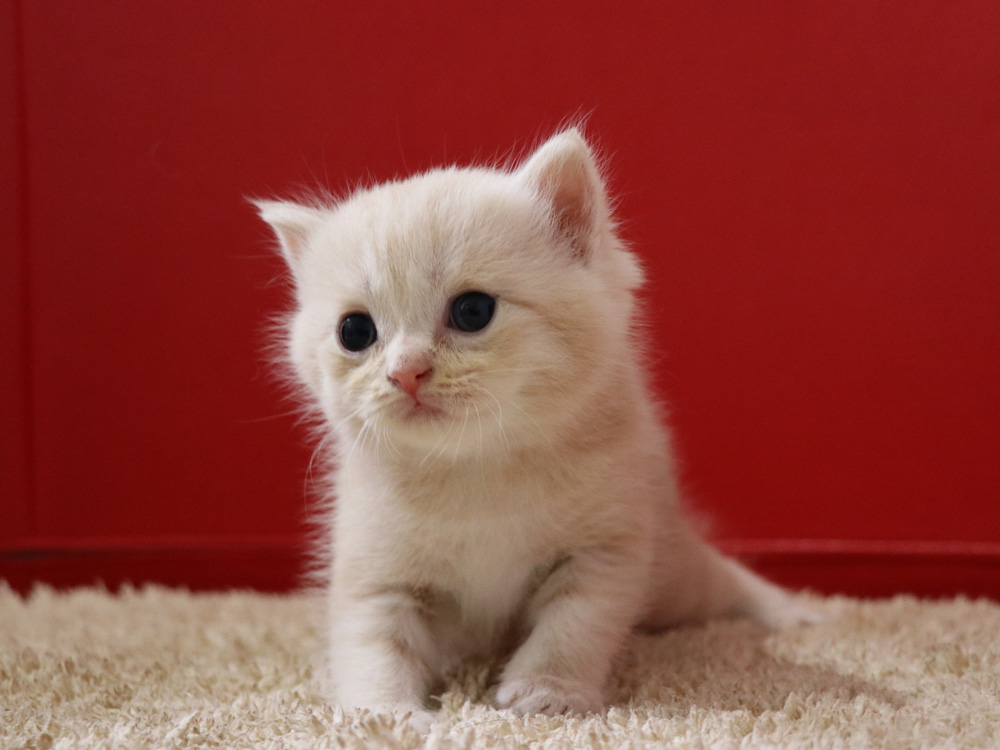 スコティッシュフォールドの子猫画像