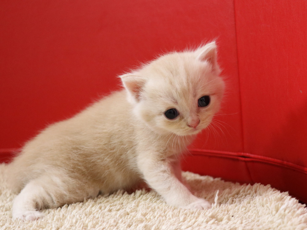 スコティッシュフォールドの子猫画像
