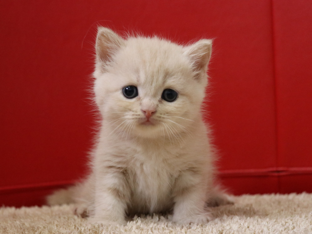 スコティッシュフォールドの子猫画像