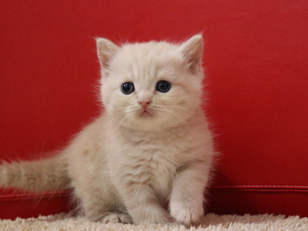 スコティッシュフォールドの子猫画像
