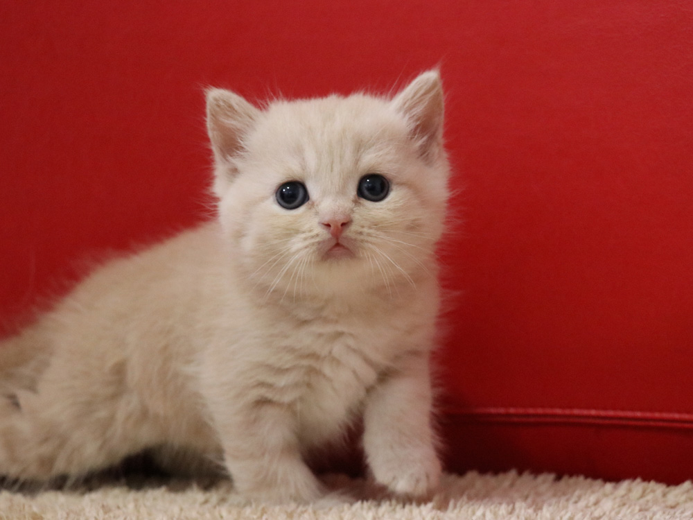 スコティッシュフォールドの子猫画像