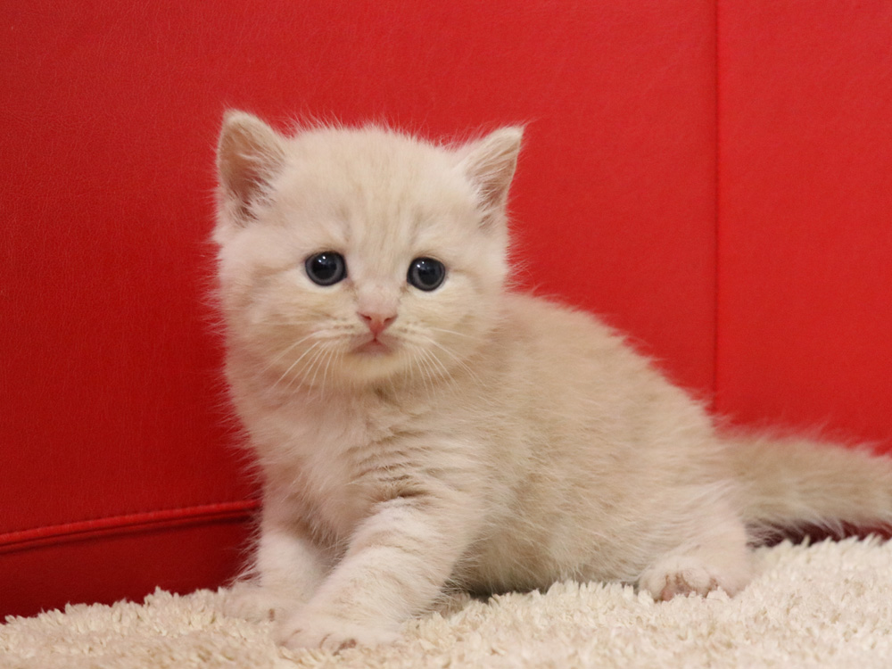 スコティッシュフォールドの子猫画像