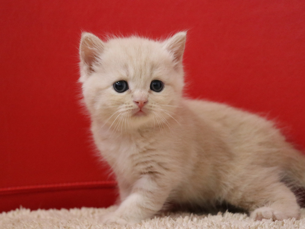 スコティッシュフォールドの子猫画像