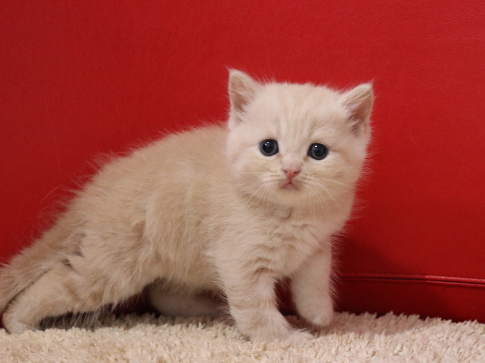 スコティッシュフォールドの子猫画像