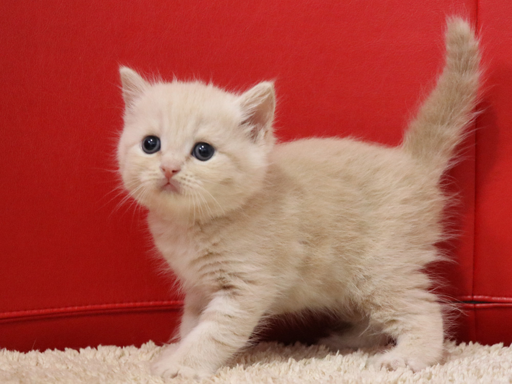 スコティッシュフォールドの子猫画像