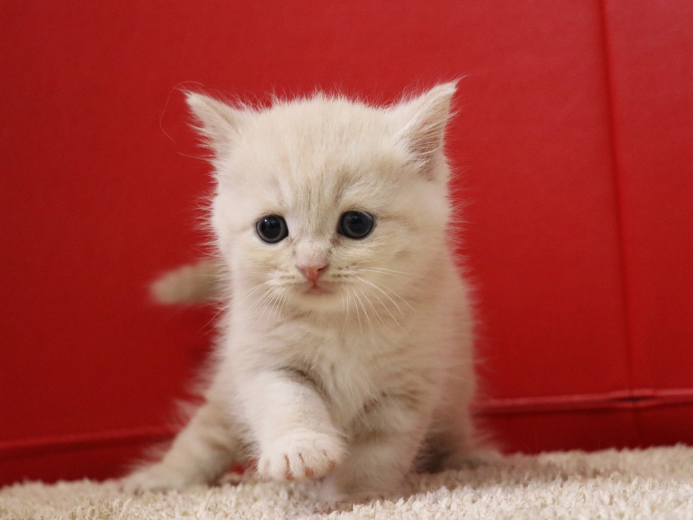 スコティッシュフォールドの子猫画像