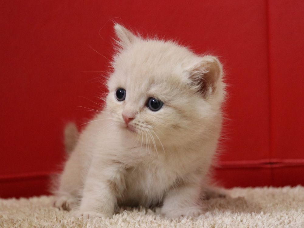 スコティッシュフォールドの子猫画像