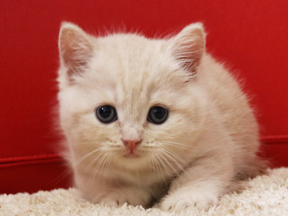 スコティッシュフォールドの子猫画像