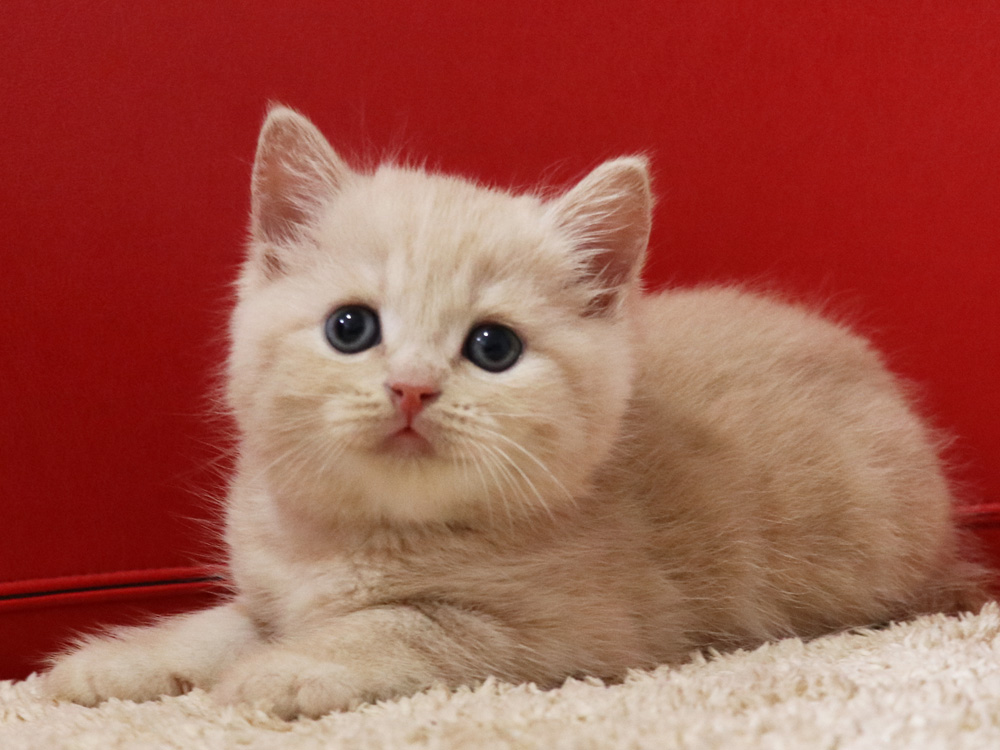 スコティッシュフォールドの子猫画像