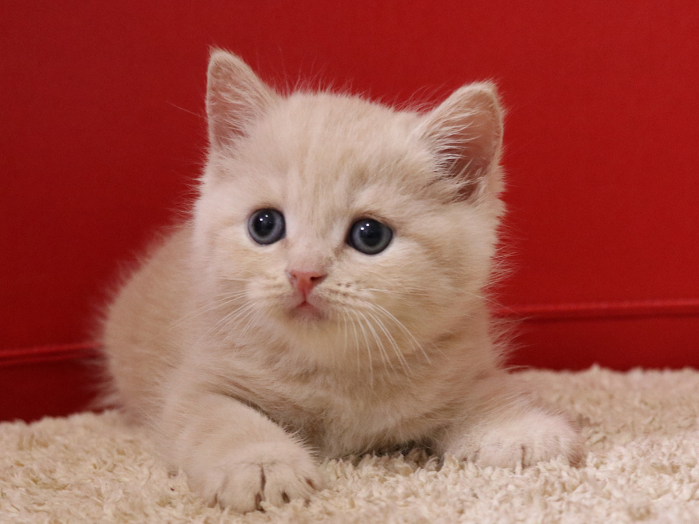 スコティッシュフォールドの子猫画像