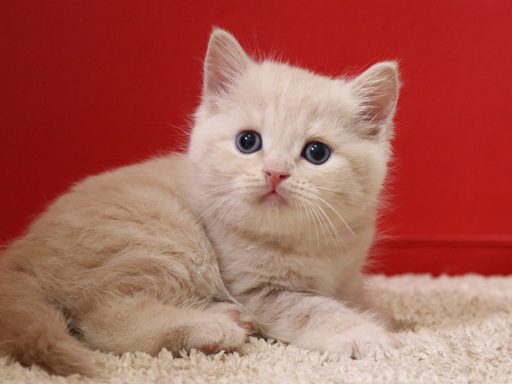 スコティッシュフォールドの子猫画像