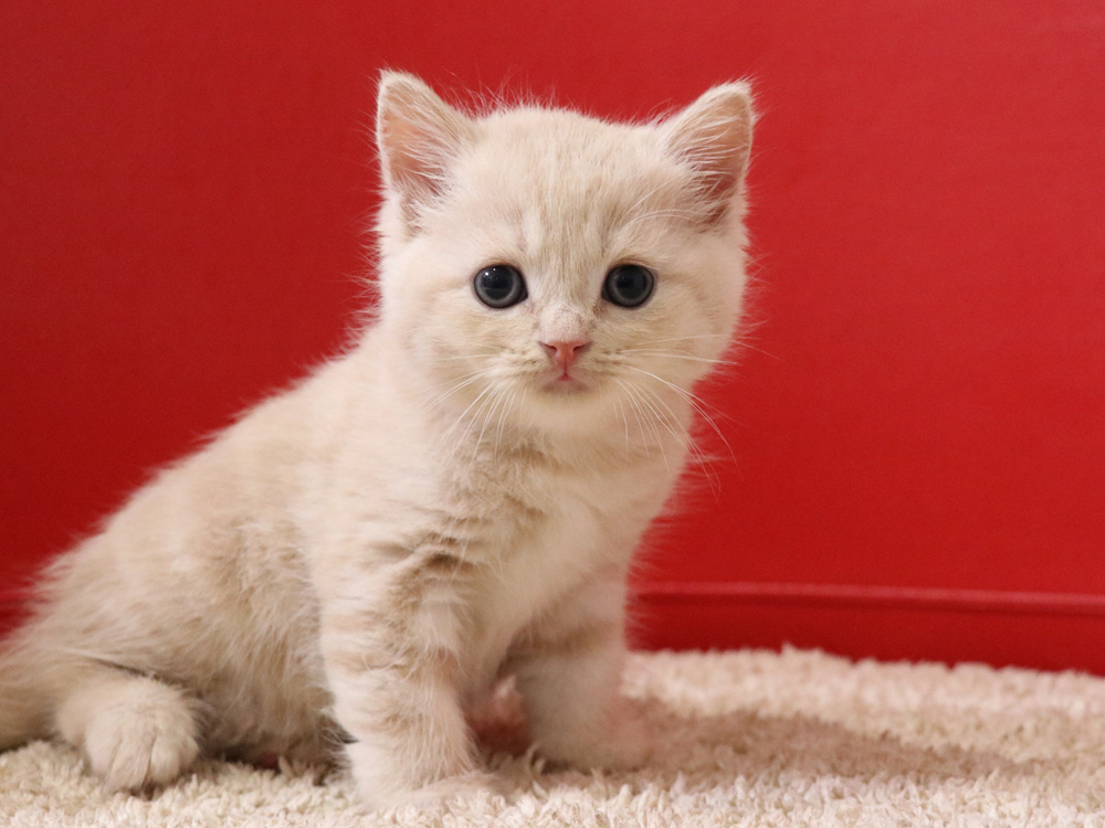 スコティッシュフォールドの子猫画像